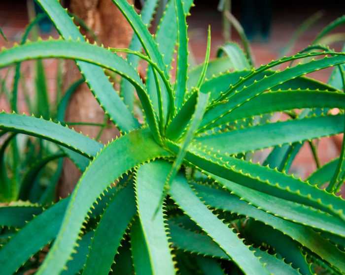 Aloes — roślina stosowana w napojach i preparatach